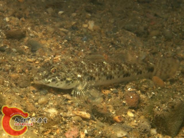 賴氏蜂巢鰕虎魚 - Favonigobius reichei (ミナミヒメハゼ).jpg