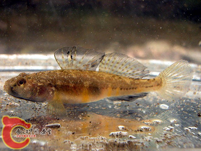 栗色裸頭鰕虎魚 - Gymnogobius castaneus (ジュズカケハゼ).jpg