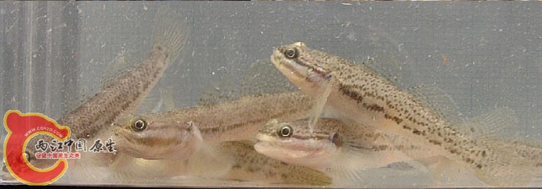 裸項縞鰕虎魚 - Tridentiger nudicervicus (シロチチブ).jpg