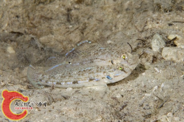 裸項細棘鰕虎魚 - Acentrogobius suluensis (ホホグロスジハゼ).jpg