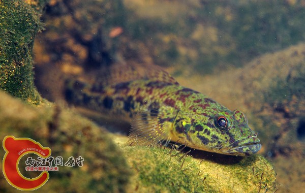 雙鬚舌鰕虎 - Glossogobius bicirrhosus (アゴヒゲハゼ).jpg
