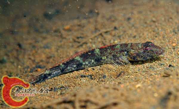 雙鬚舌鰕虎 - Glossogobius bicirrhosus (アゴヒゲハゼ)2.jpg