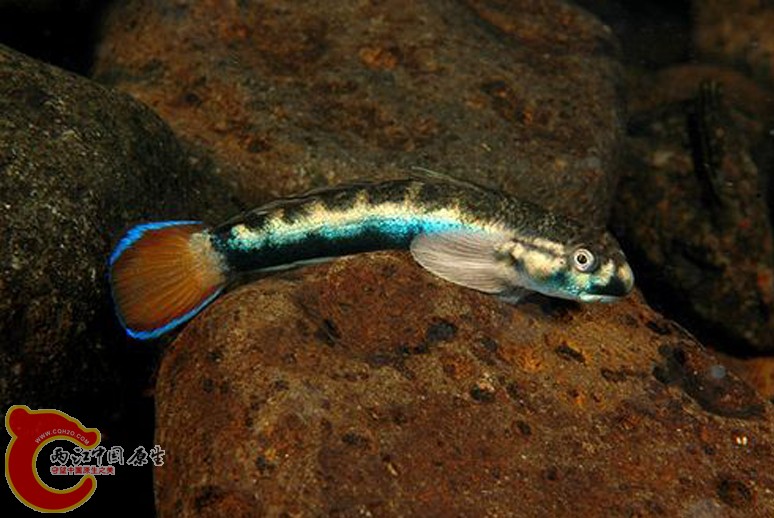 兔頭瓢鰭鰕虎魚 - Sicyopterus lagocephalus (ルリボウズハゼ).jpg