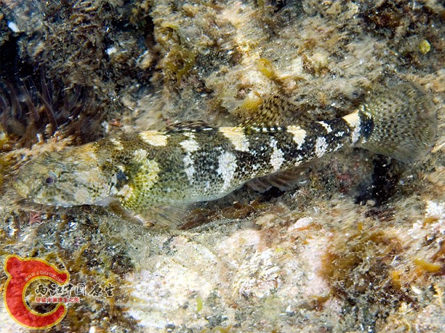 尾紋裸頭鰕虎魚 - Chaenogobius annularis (アゴハゼ).jpg