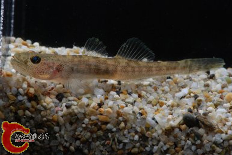 疣舌裸頭鰕虎魚 - Gymnogobius isaza (イサザ，魦).jpg
