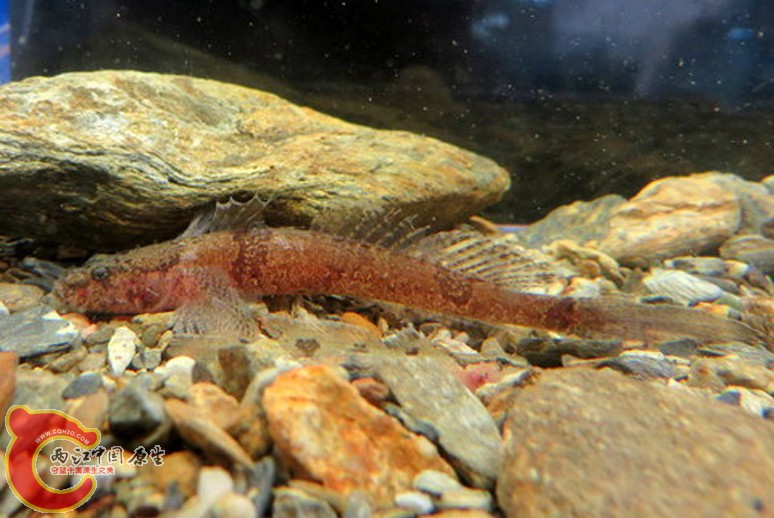 種子島美鰕虎魚 - Callogobius tanegasimae (タネハゼ).JPG
