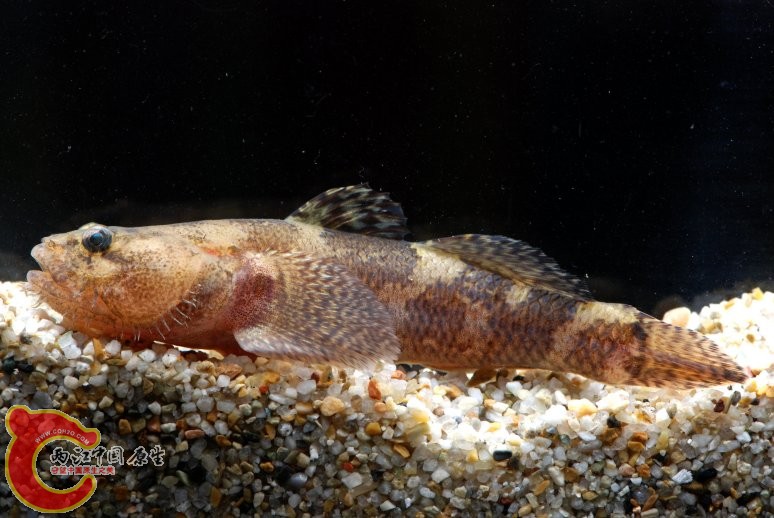 髭縞鰕虎魚 - Tridentiger barbatus (ショウキハゼ).jpg