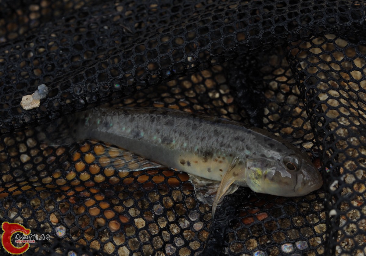 日本虾虎 - 两江中国原生--做中国最好的原生网络 - 全球最大的中国