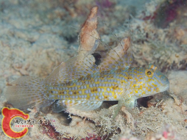縱帶鸚鰕虎魚 - Exyrias puntang (インコハゼ).jpg