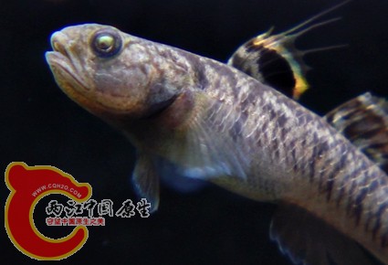 鯔虾虎.jpg