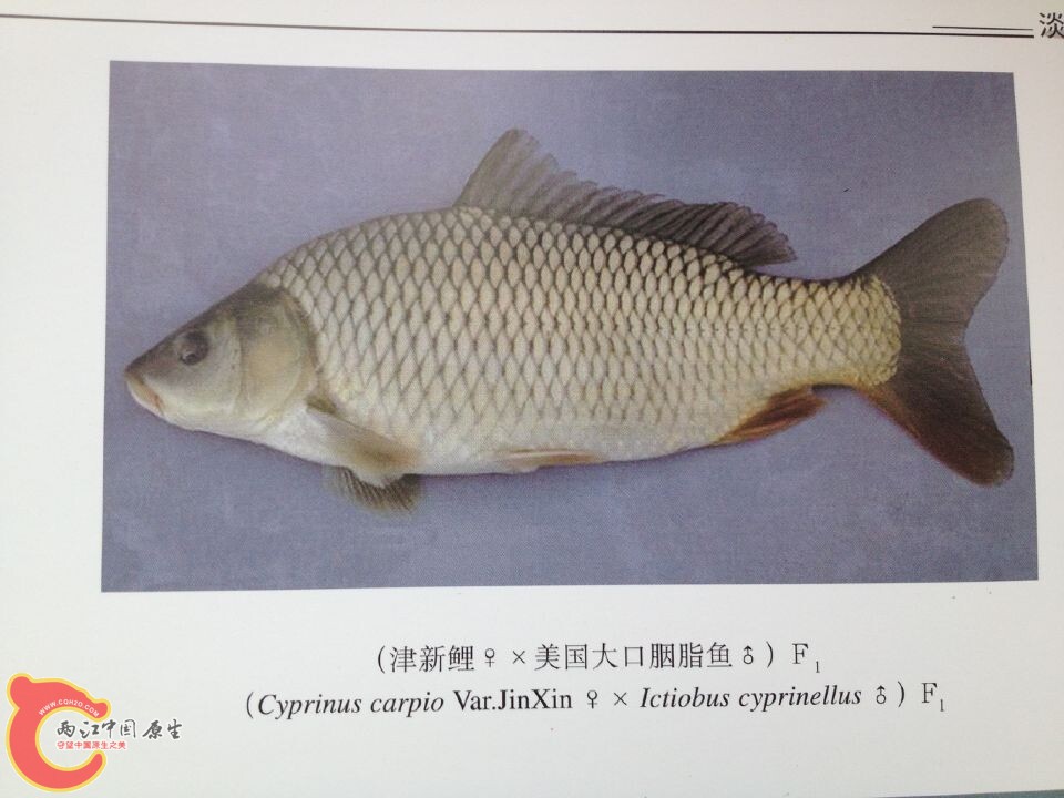 大口胭脂鱼系列 (5).jpg