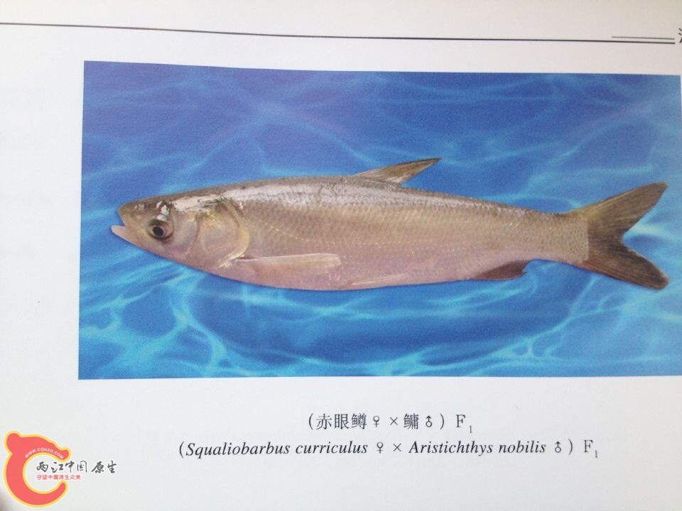 赤眼鳟系列 (2).jpg