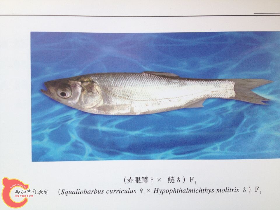 赤眼鳟系列 (3).jpg