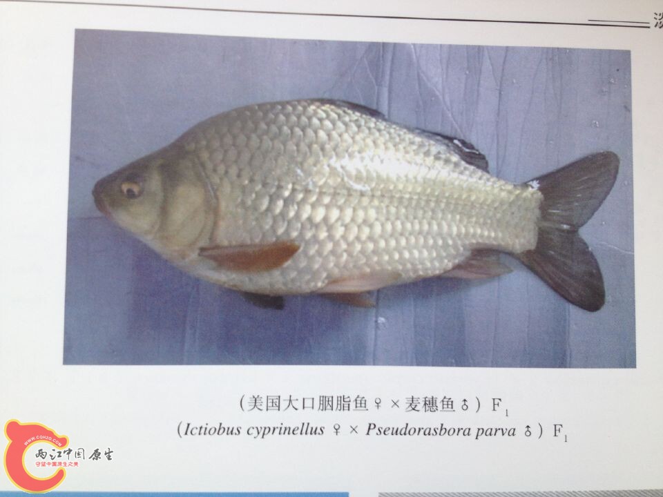 大口胭脂鱼系列 (1).jpg