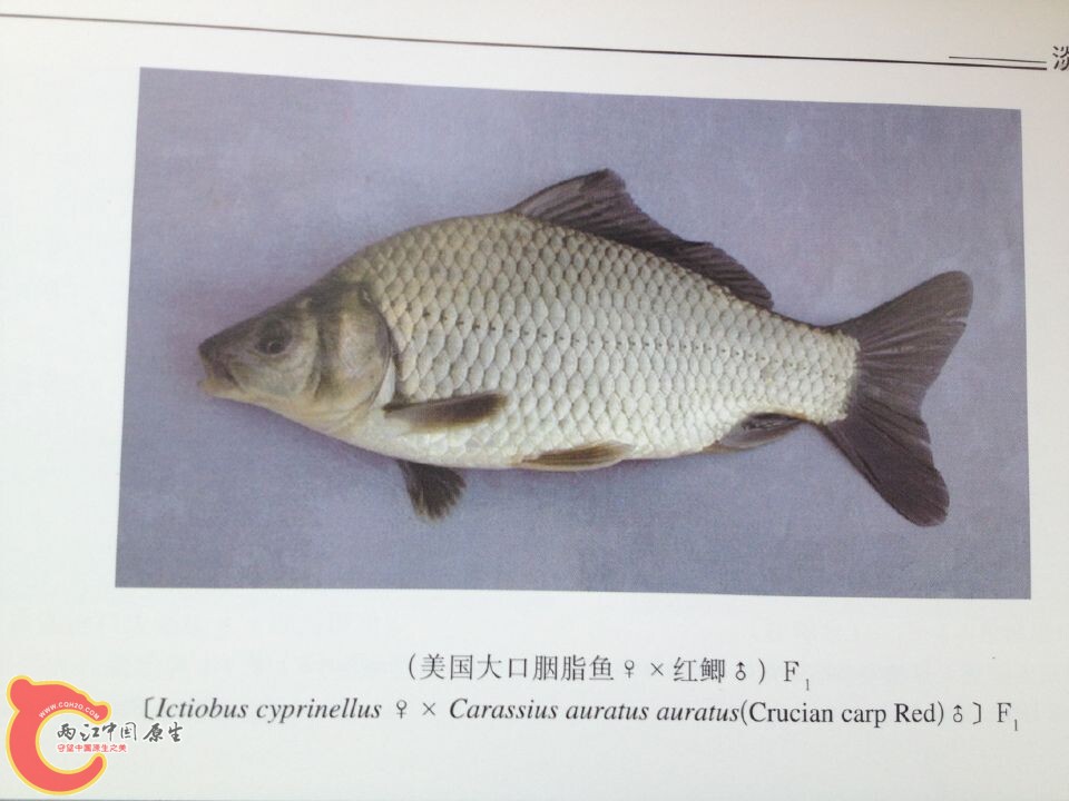 大口胭脂鱼系列 (3).jpg