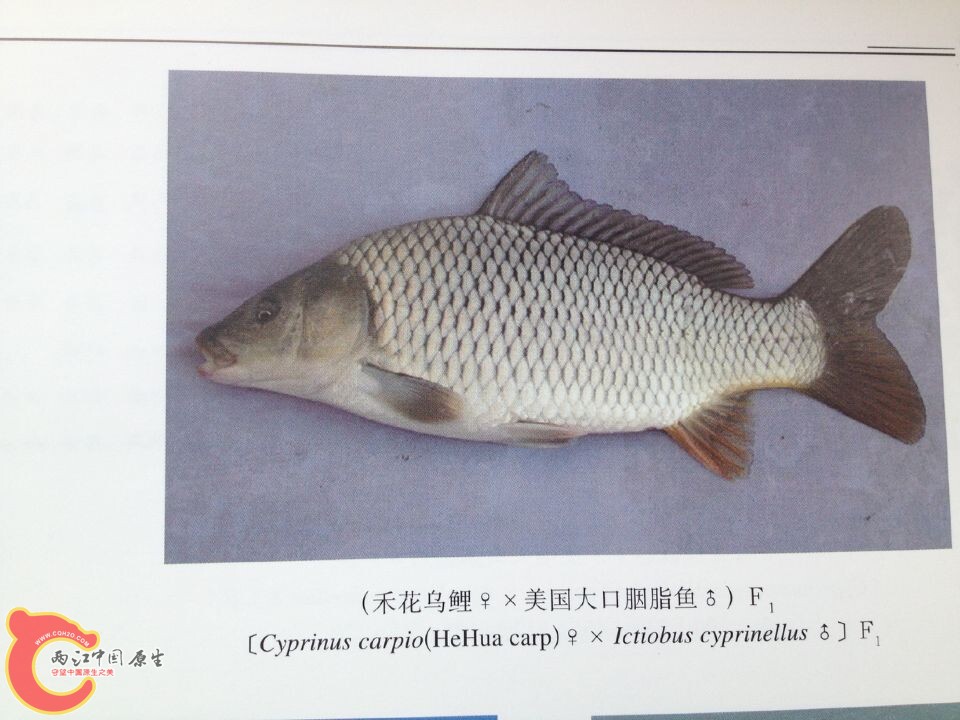 大口胭脂鱼系列 (4).jpg