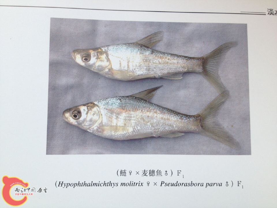 麦穗鱼系列 (1).jpg