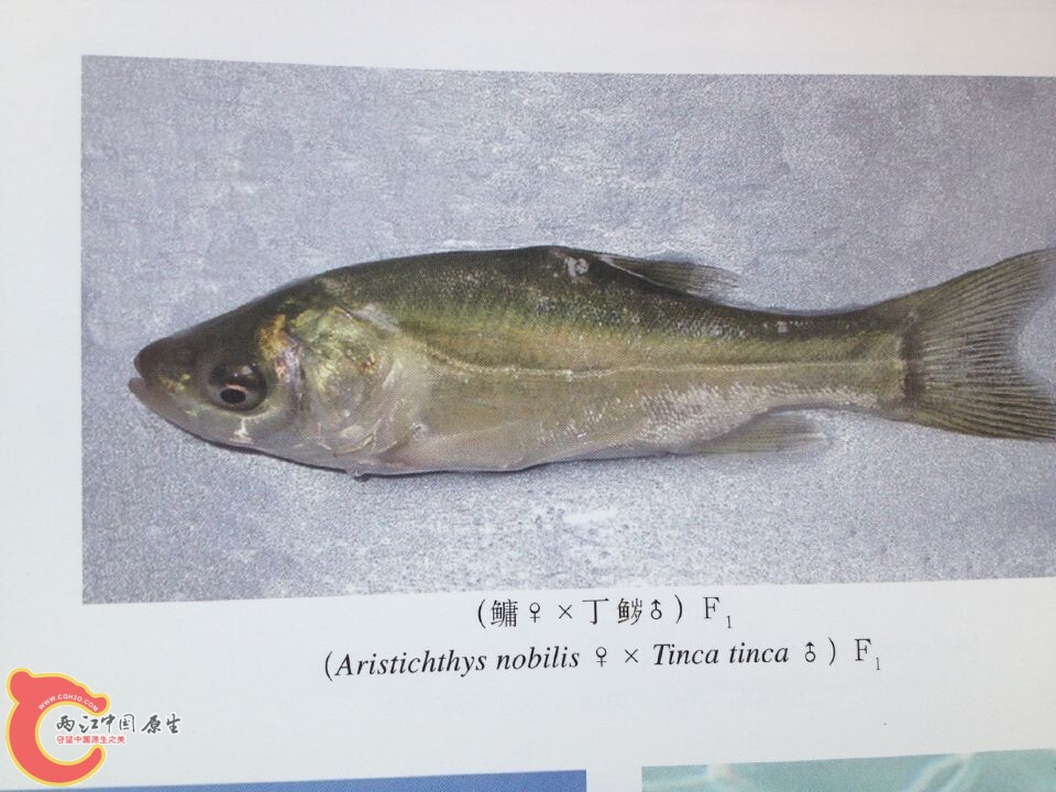 丁鱥系列 (1).jpg