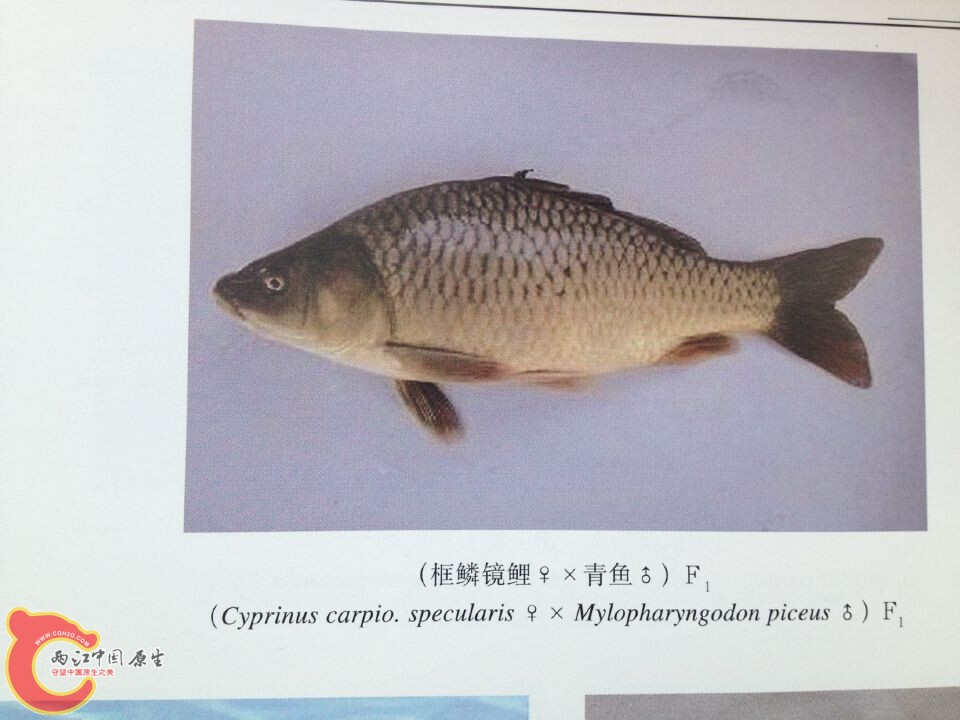 镜鲤系列 (1).jpg