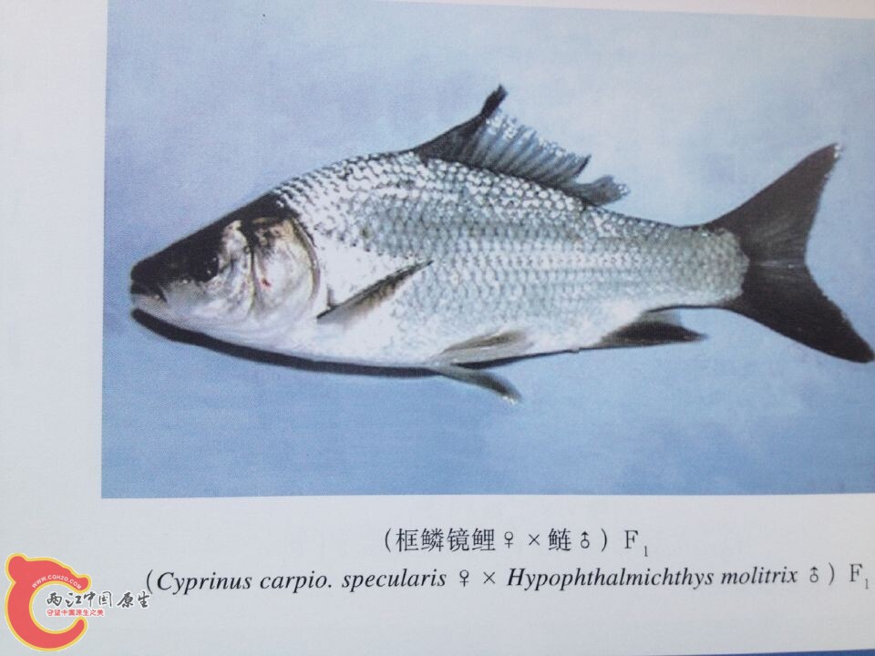 镜鲤系列 (2).jpg