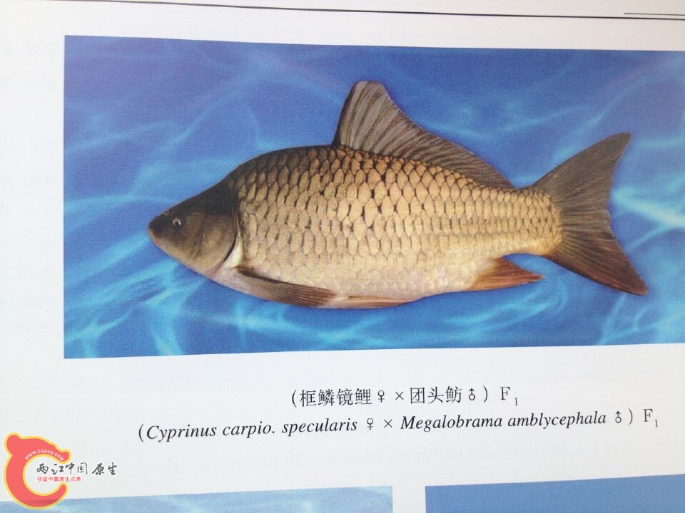 镜鲤系列 (3).jpg