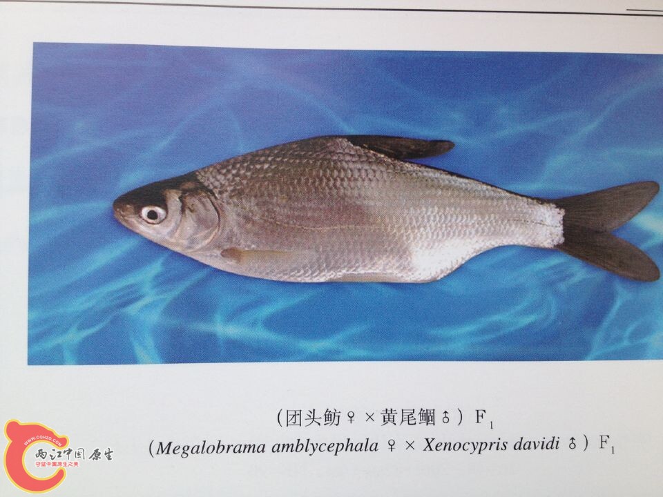 团头鲂系列 (8).jpg