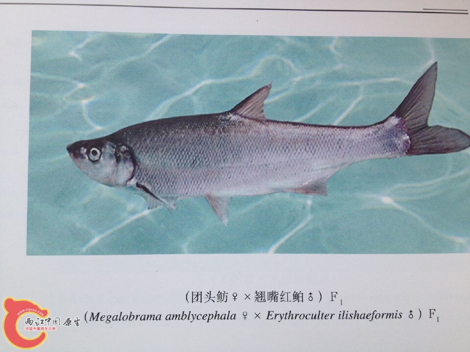 团头鲂系列 (1).jpg