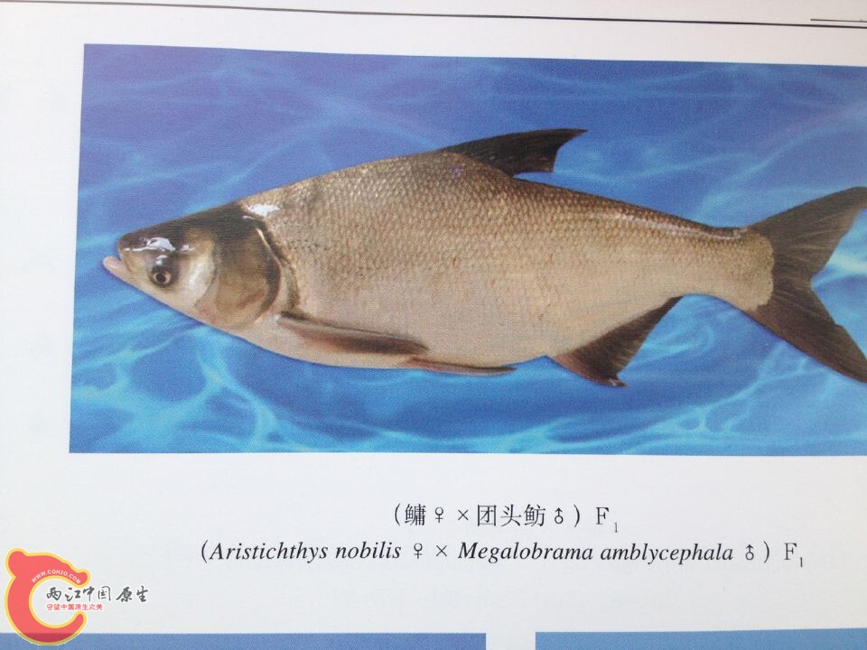 团头鲂系列 (2).jpg