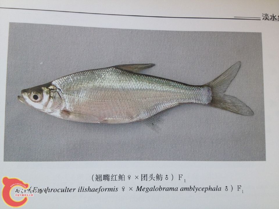 团头鲂系列 (3).jpg