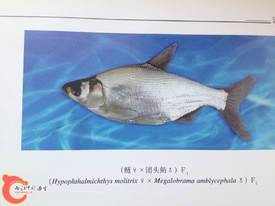 团头鲂系列 (4).jpg