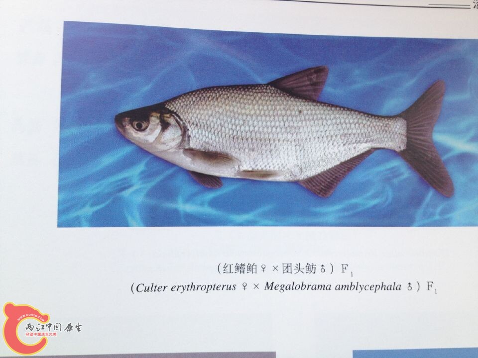 团头鲂系列 (5).jpg