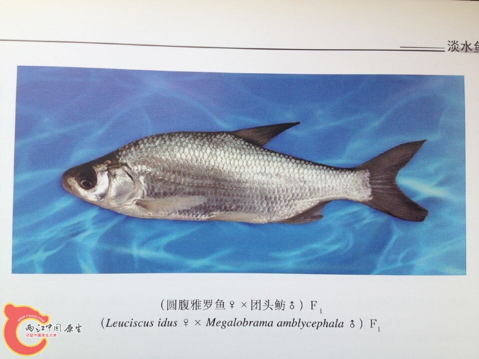 团头鲂系列 (6).jpg