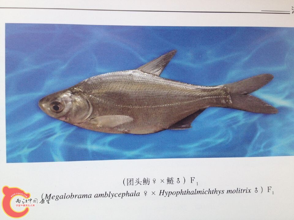 团头鲂系列.jpg
