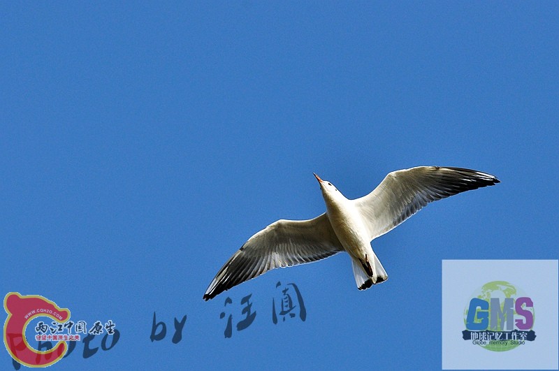 红嘴鸥 Larus ridibundus Linnaeus .jpg