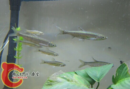 搞不到宽养白条