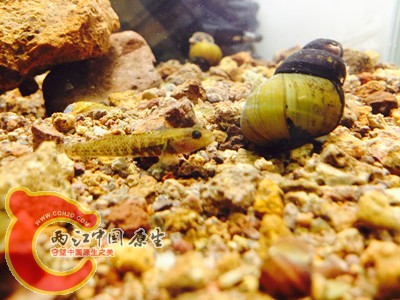 img_2931_副本.jpg