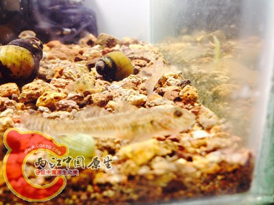 IMG_2911_副本.jpg