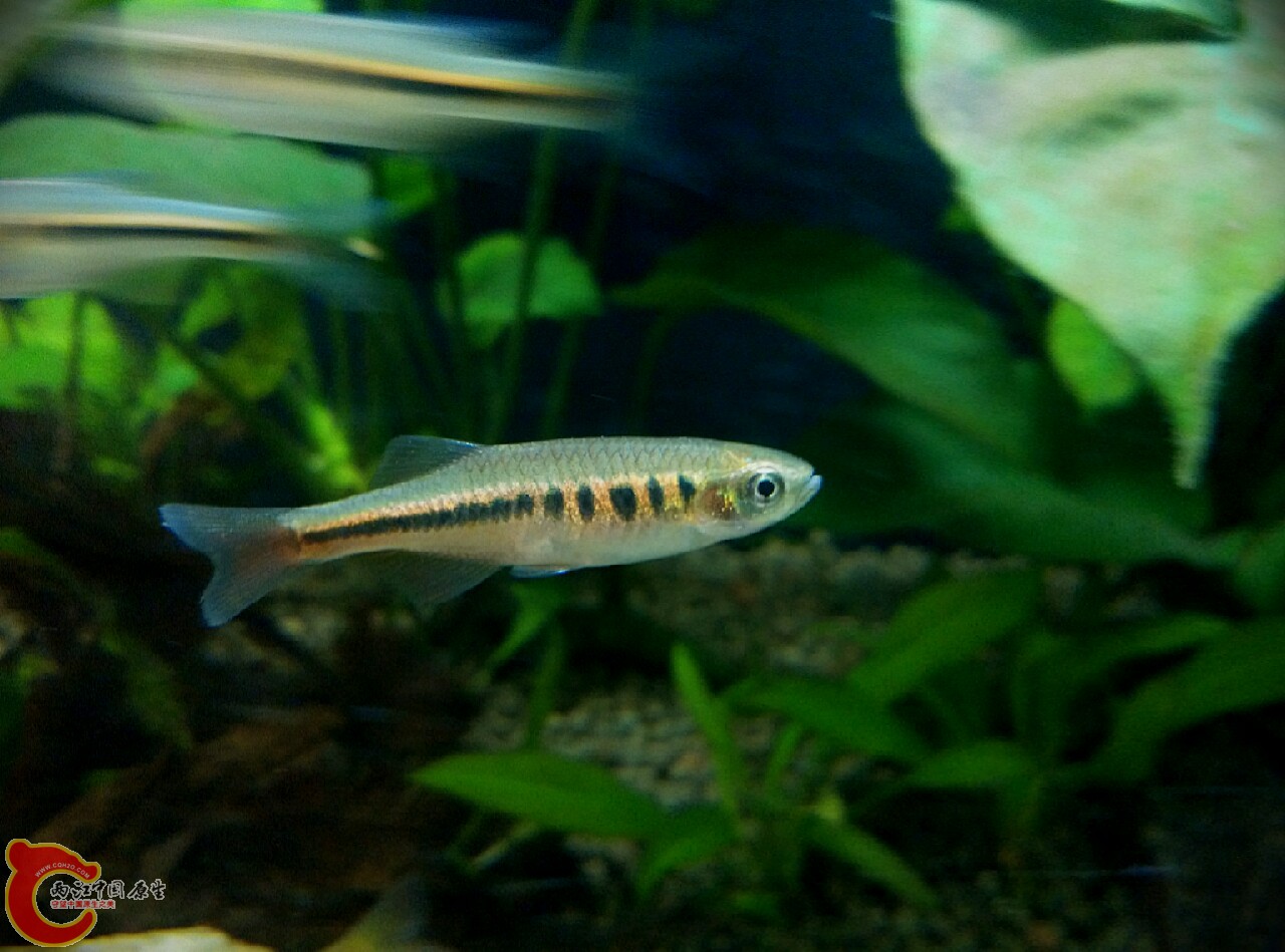 动作太快了，镜头难捕捉