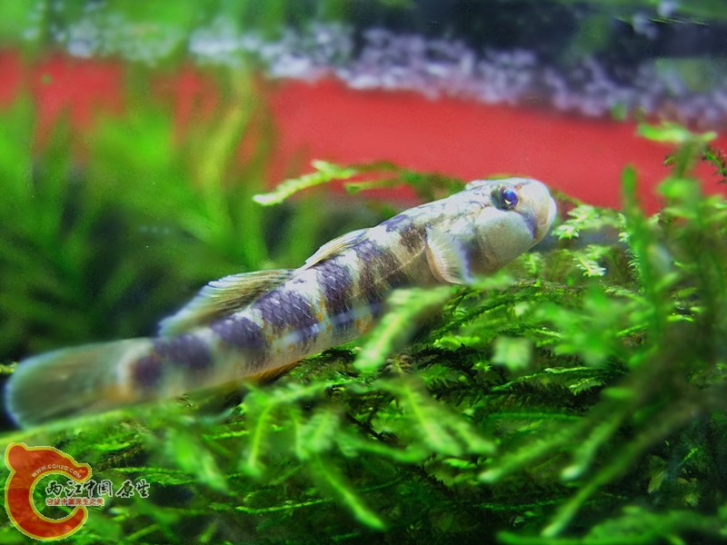 DSCF4050.JPG