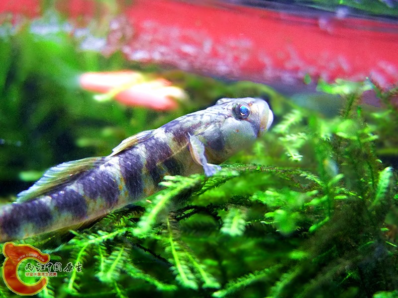 DSCF4051.JPG