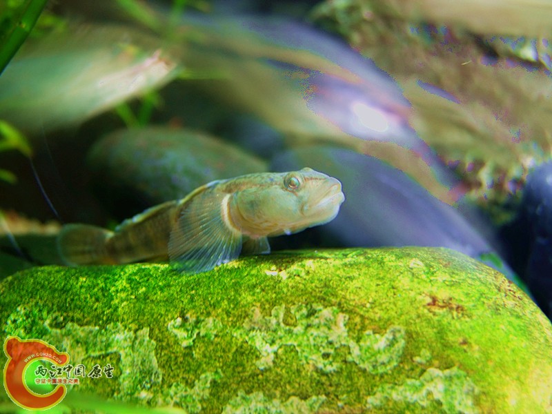 DSCF4063.JPG