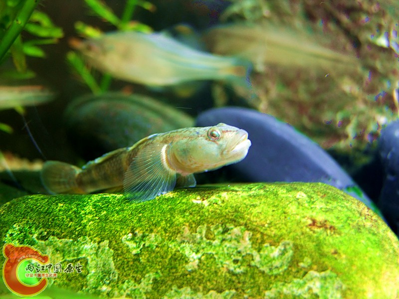 DSCF4064.JPG