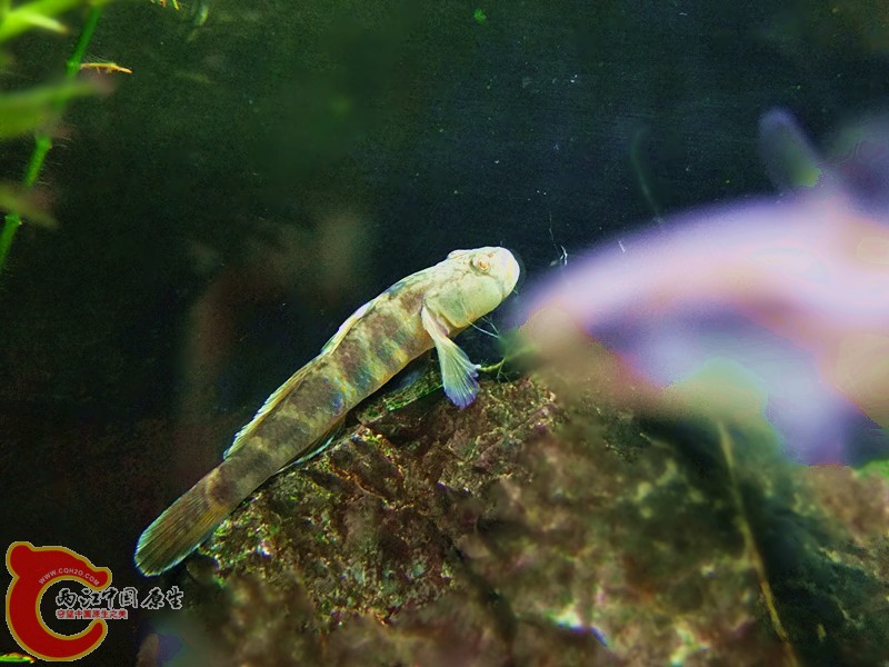 DSCF4071.JPG