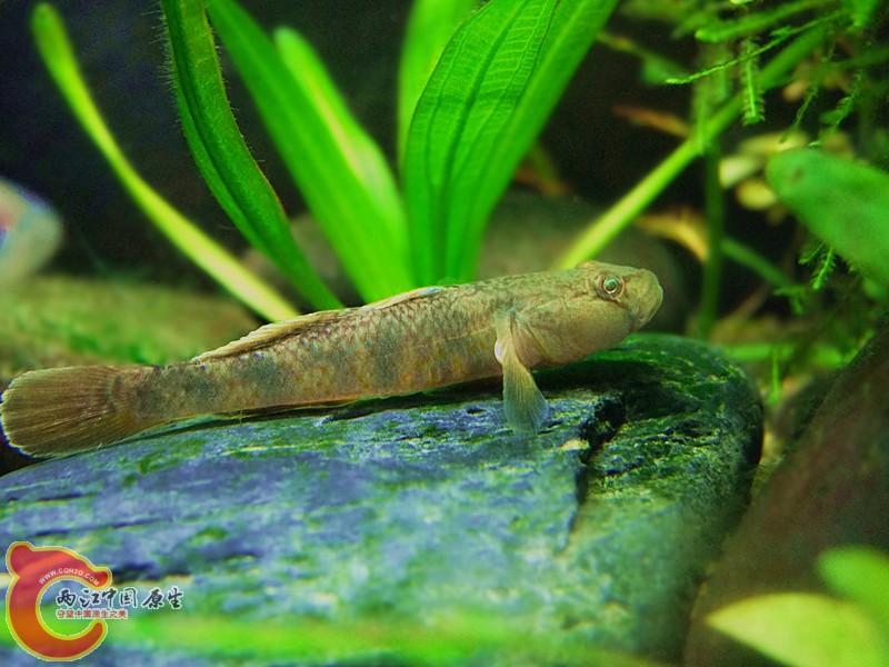 DSCF4080.JPG