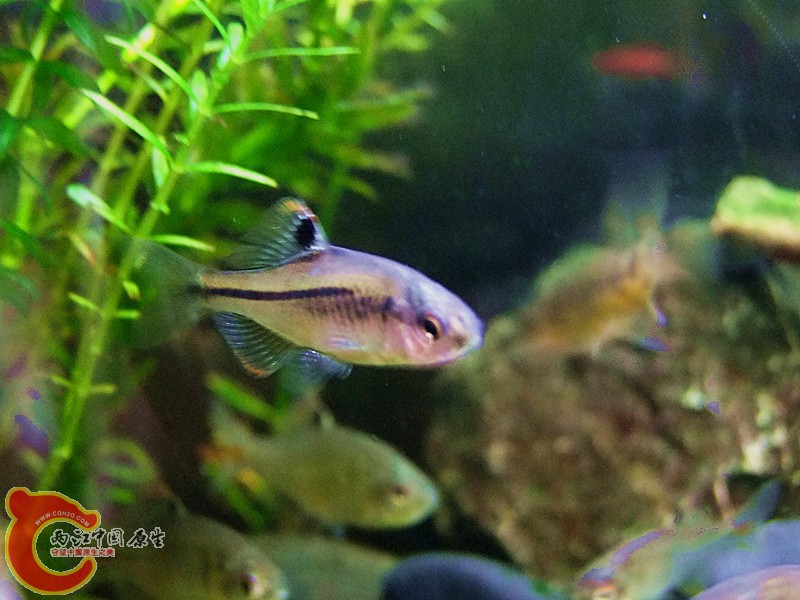 DSCF4091.JPG