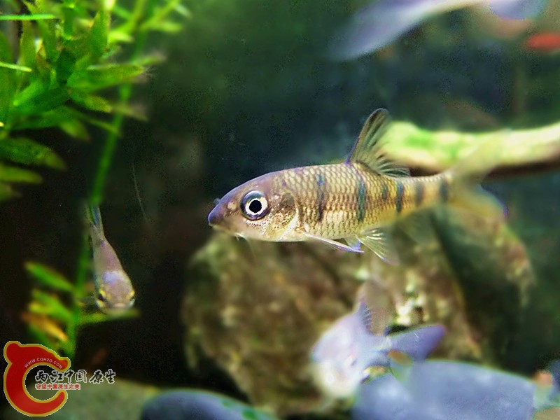 DSCF4096.JPG