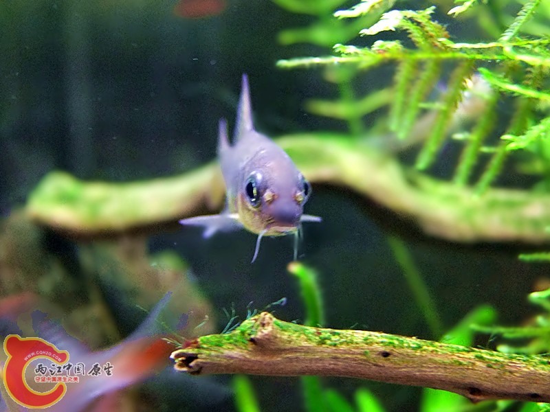 DSCF4113.JPG