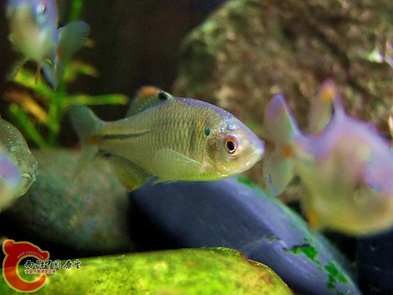 DSCF4170.JPG