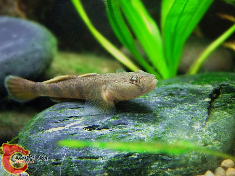 DSCF4175.JPG