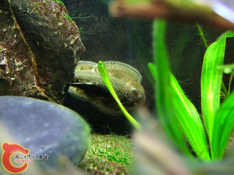DSCF4196.JPG